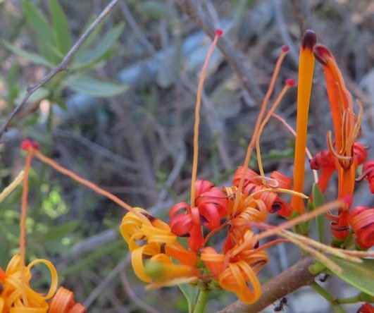 Moquiniella rubra colours of the coiled corolla lobes